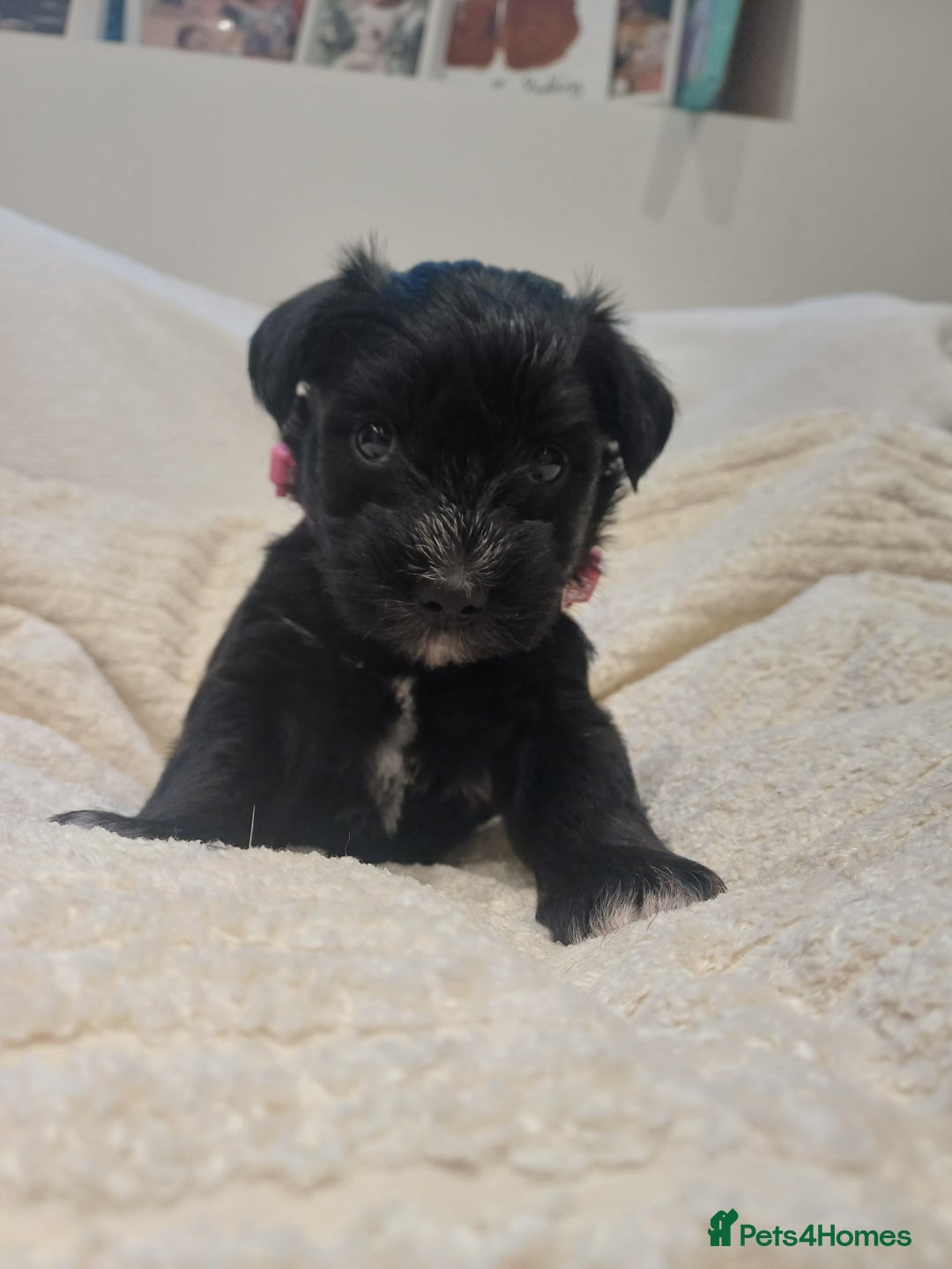 Miniature Schnauzer dogs for sale: Miniature Schnauzers  - Advert 8