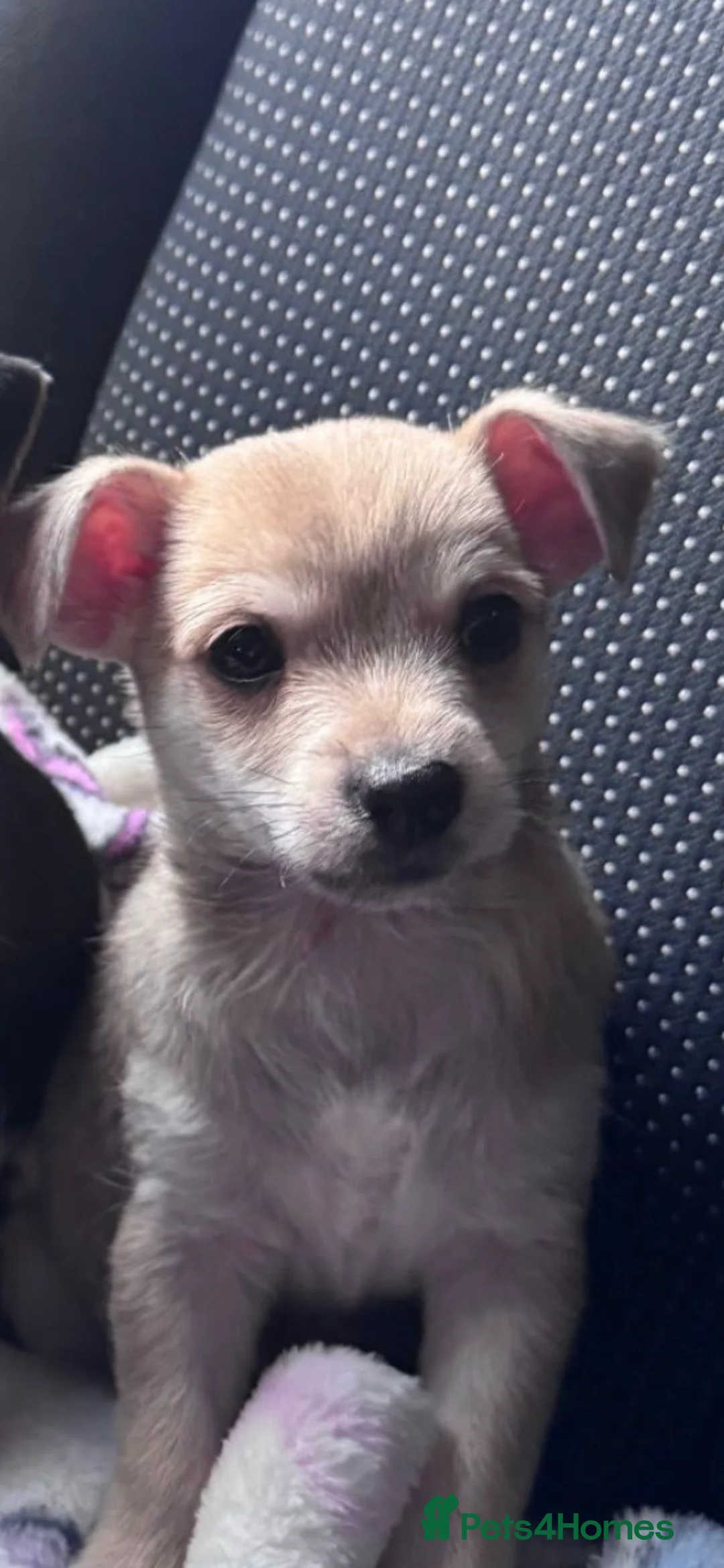 Chihuahua dogs for sale: Chihuahua puppies  - Advert 1