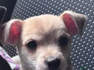 Chihuahua dogs Chihuahua puppies - Advert 1