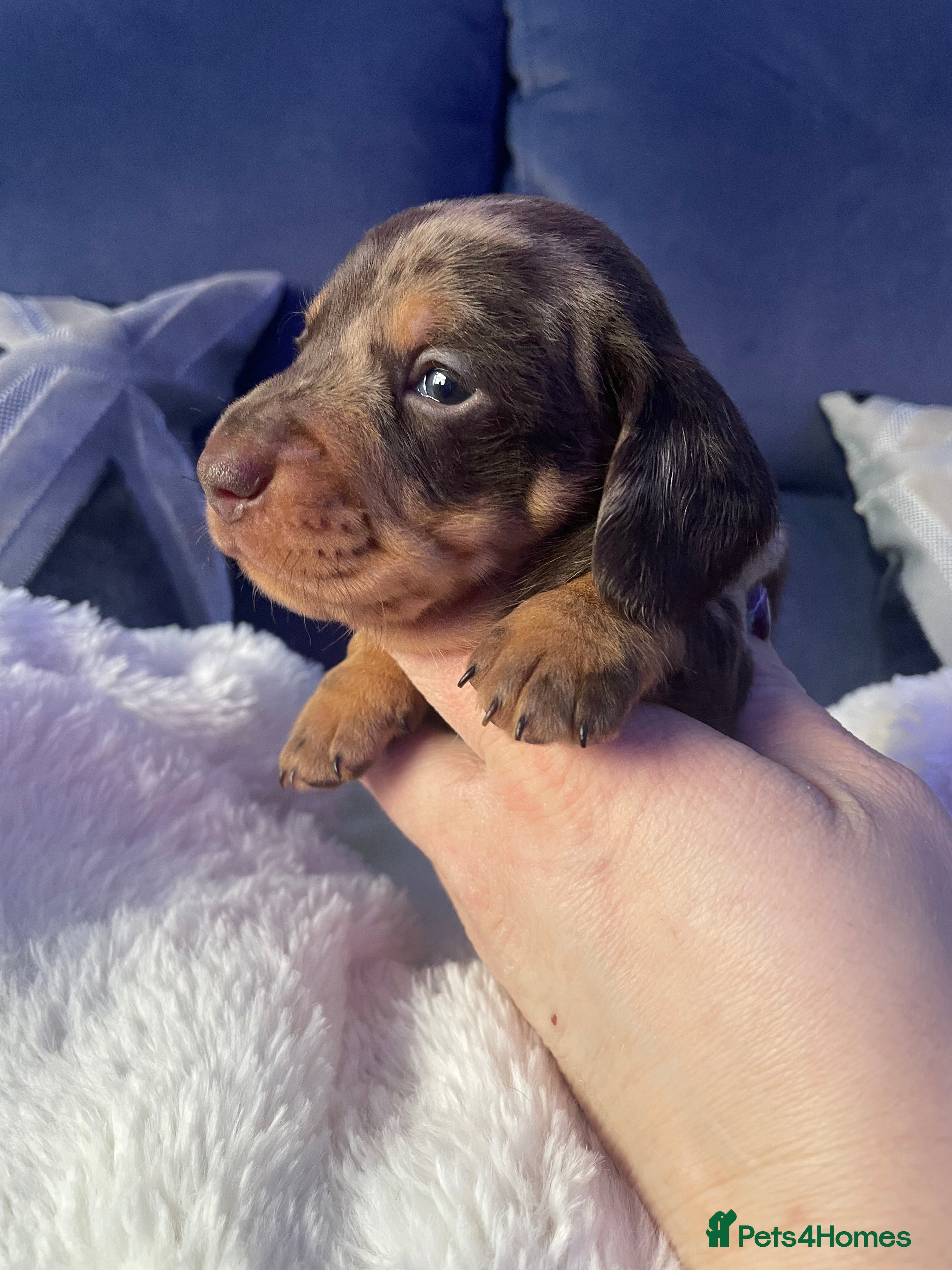 Miniature Dachshund dogs Mini smooth kc reg dachshund puppies - 1 boy left  - Advert 5