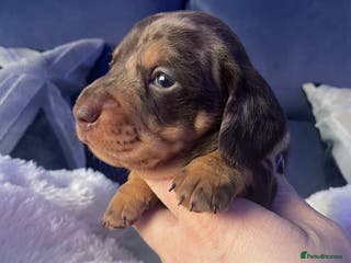 Miniature Dachshund dogs Mini smooth kc reg dachshund puppies - 1 boy left - Advert 5