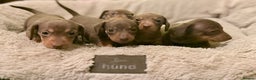 Miniature Dachshund dogs for sale: Gorgeous Chocolate & tan Miniature Dachshunds - Advert 32