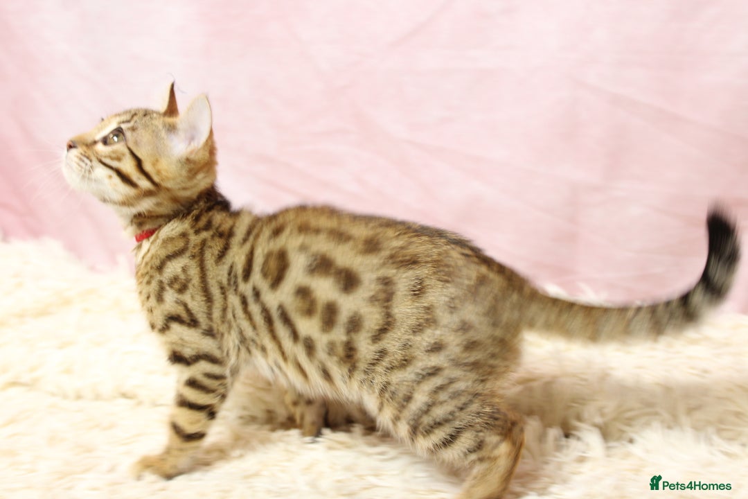 Bengal cats for sale: 🔥Stunning Bengal Kittens Available🔥 - Image 16