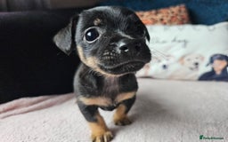 Jack Russell dogs for sale: Beautiful jack Russell pups - Image 1