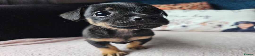 Jack Russell Puppy 2/Iggy
