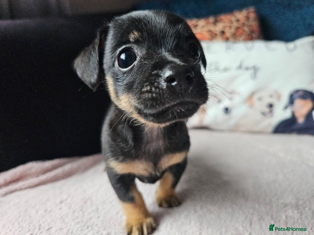Jack Russell dogs for sale: Beautiful jack Russell pups - Image 1