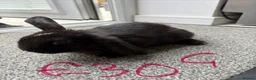 Lionhead rabbits for sale: Rabbits for sale - Advert 4