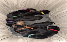 Rottweiler dogs for sale: Rottweiler puppies for 5* homes - Advert 8