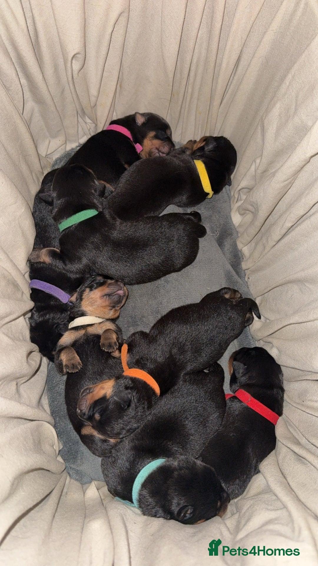 Rottweiler dogs for sale: Rottweiler puppies for 5* homes - Advert 8