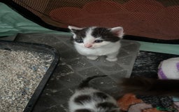 Mixed Breed cats for sale: Male and female kittens  - Image 7
