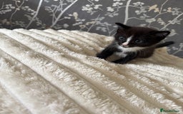 Domestic Shorthair cats for sale: 2 fluffy boys left - Image 3