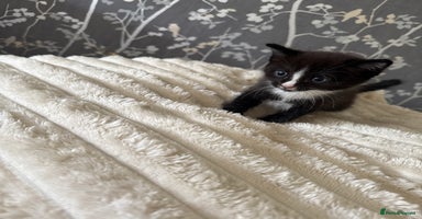 Domestic Shorthair cats - Advert 15