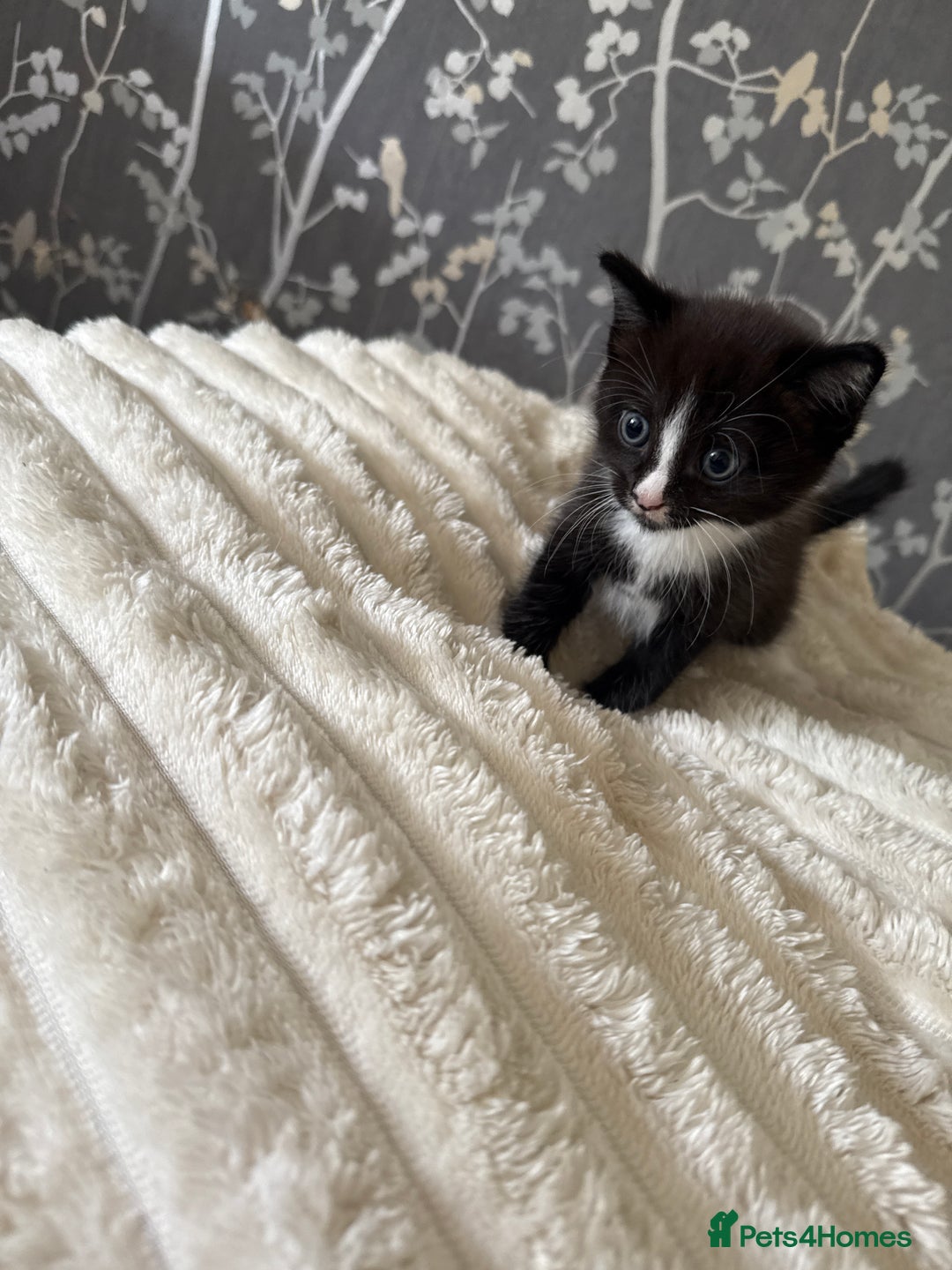 Domestic Shorthair cats for sale: 2 fluffy boys left - Image 3