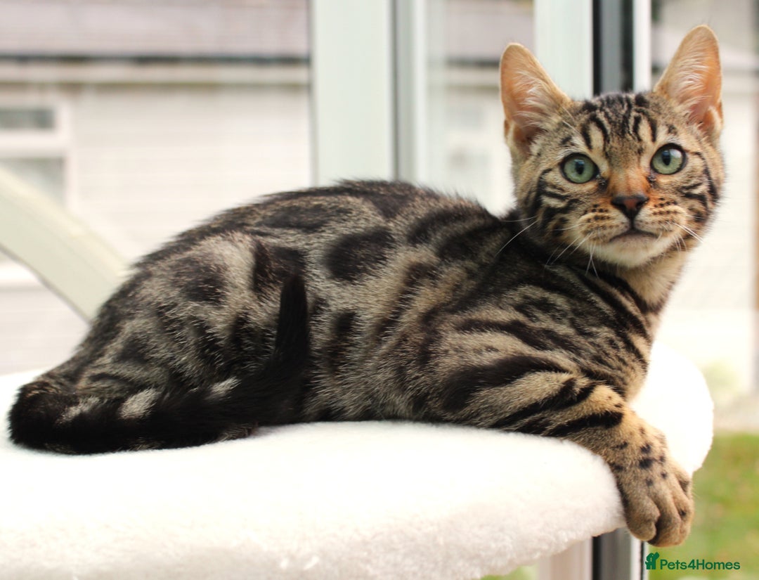 Bengal cats for sale: CUTE BROWN FEMALE BENGAL KITTEN (TICA REG)  - Image 1