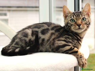 Bengal cats - Advert 21