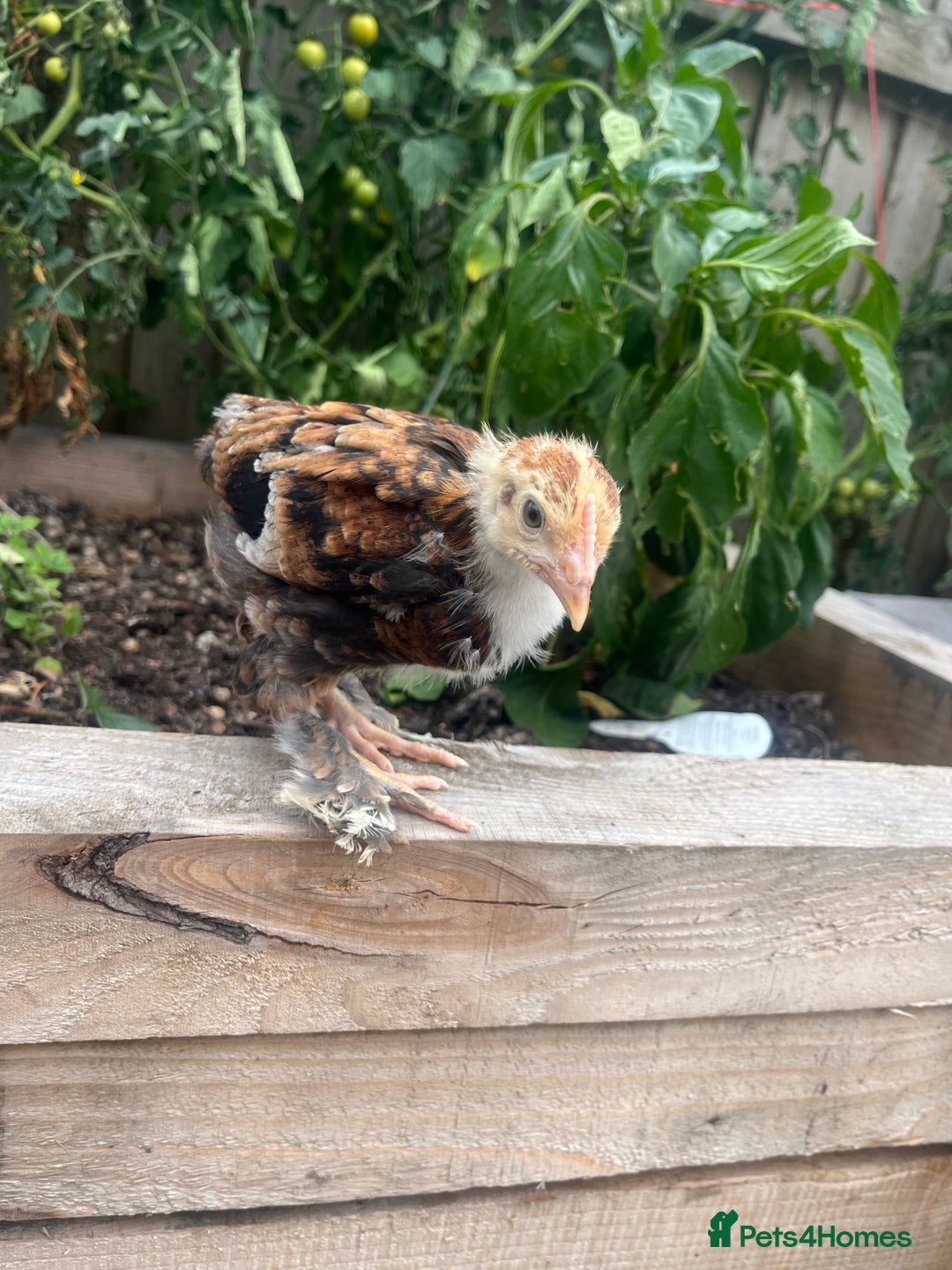 Chickens poultry for sale: Mix breeds  - Image 2