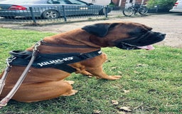 Boxer dogs for stud: KC Boxer Available for Stud | Champion Bloodlines - Image 6