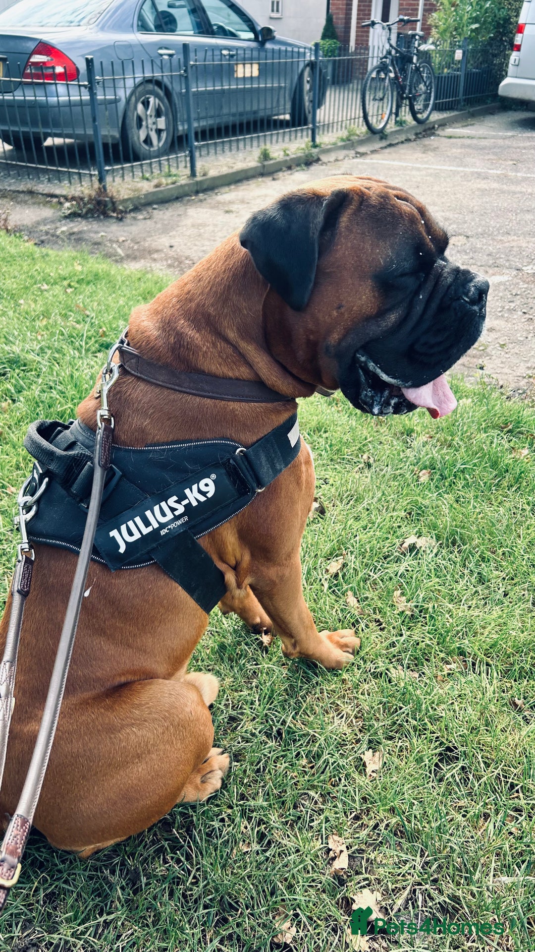 Boxer dogs for stud: KC Boxer Available for Stud | Champion Bloodlines - Image 6