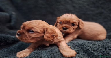 Cavalier King Charles Spaniel dogs - Advert 3