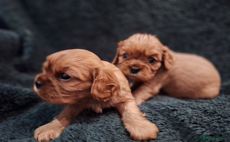 Cavalier King Charles Spaniel dogs - Advert 5
