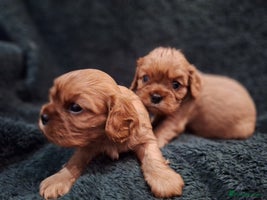 Cavalier King Charles Spaniel dogs - Advert 3
