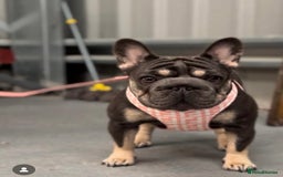 French Bulldog dogs for sale: Luxury full fluffy French bulldog  - Image 12