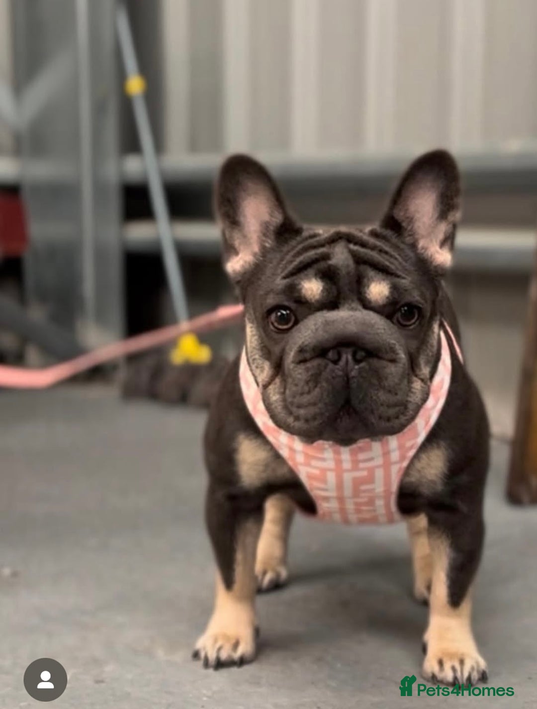 French Bulldog dogs for sale: Luxury full fluffy French bulldog  - Image 12