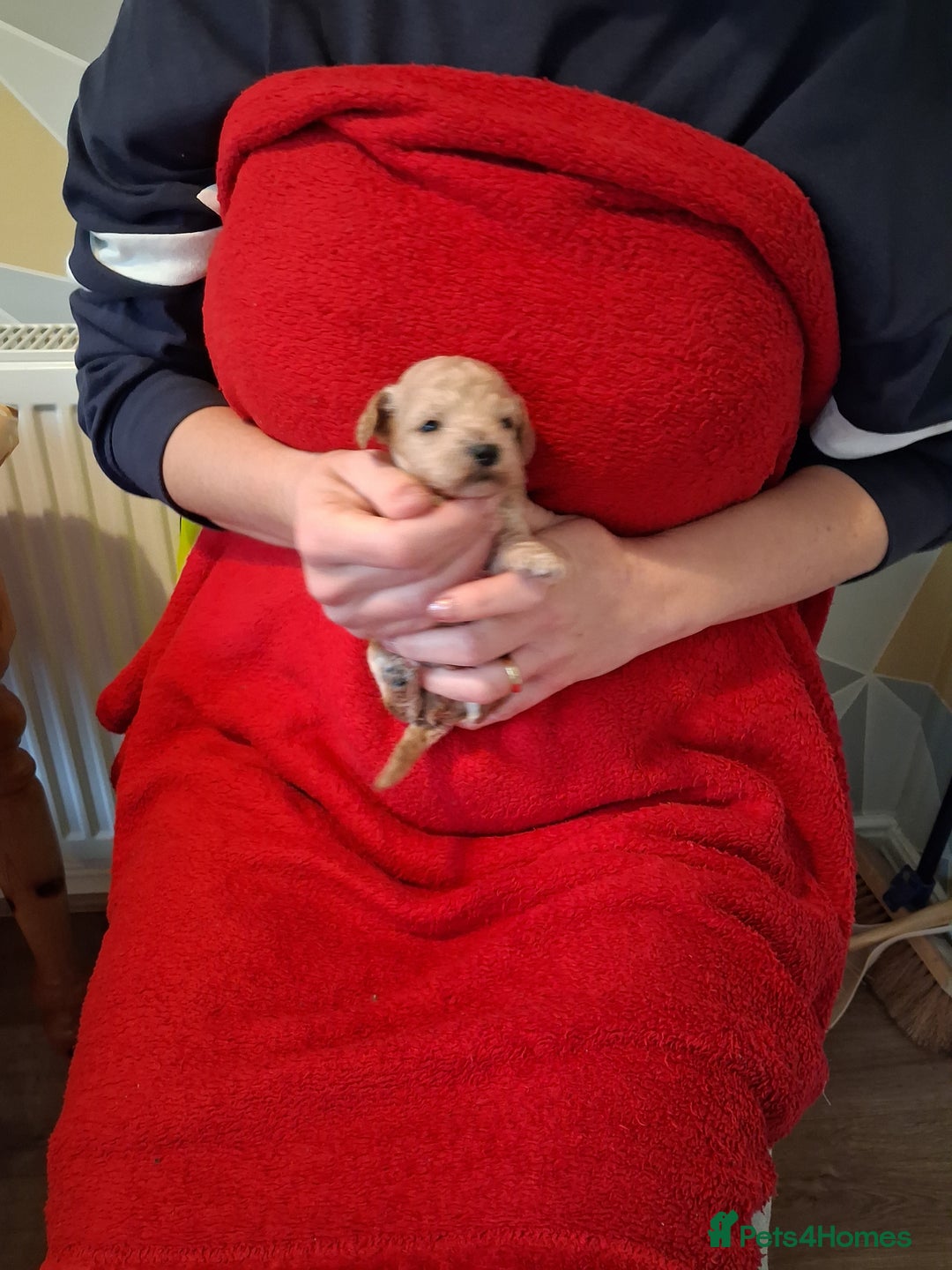 Cockapoo dogs for sale: 5 Cockapoo puppies 3 girls 2 boys  - Image 6