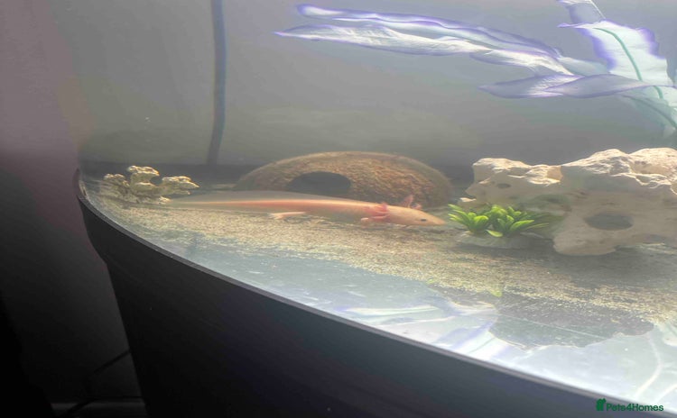 Axolotl reptiles - Advert 1