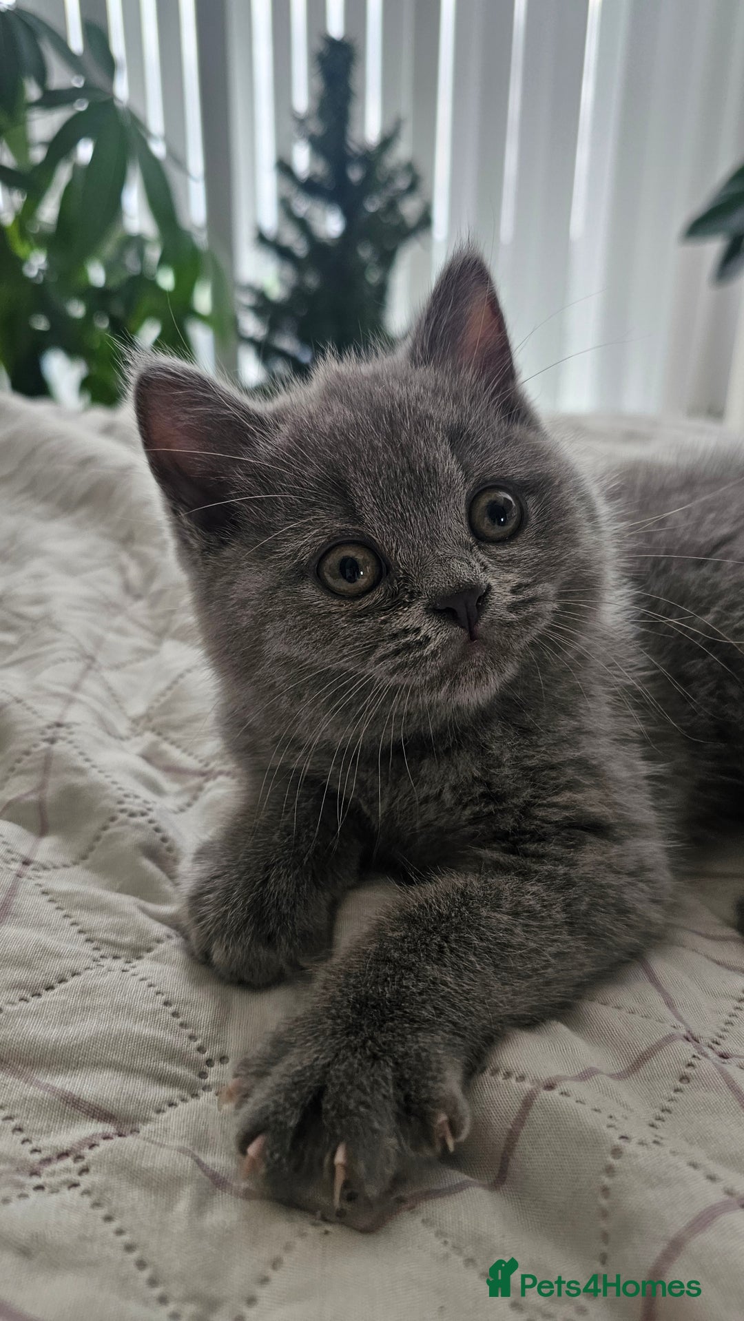 British Shorthair cats for sale: Beautiful Pedigree British Blue Kittens  🐾 - Advert 30