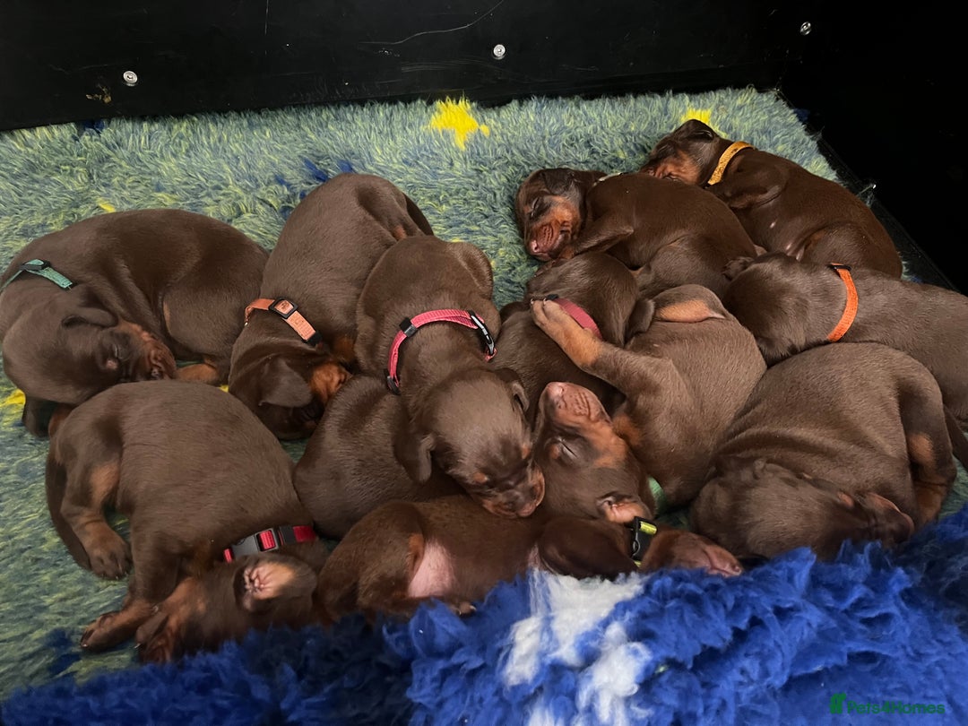 Dobermann dogs for sale: 12 stunning Doberman puppies - Image 5