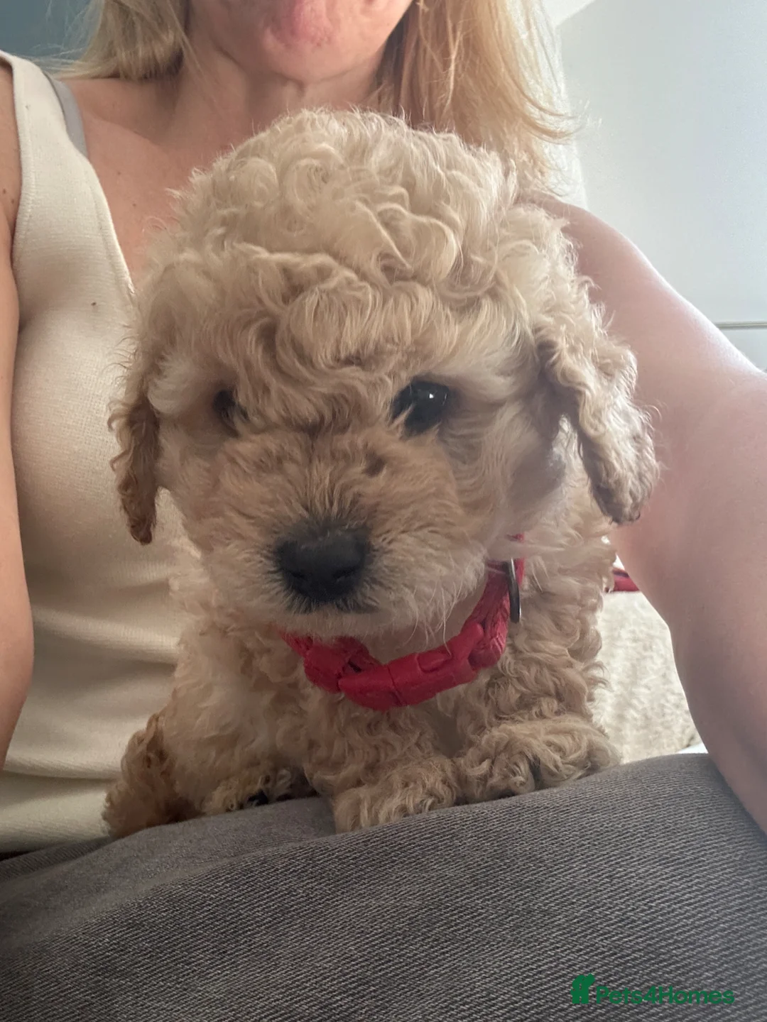 Cockapoo dogs for sale: 3 beautiful cockapoos - one male two femal - Advert 1