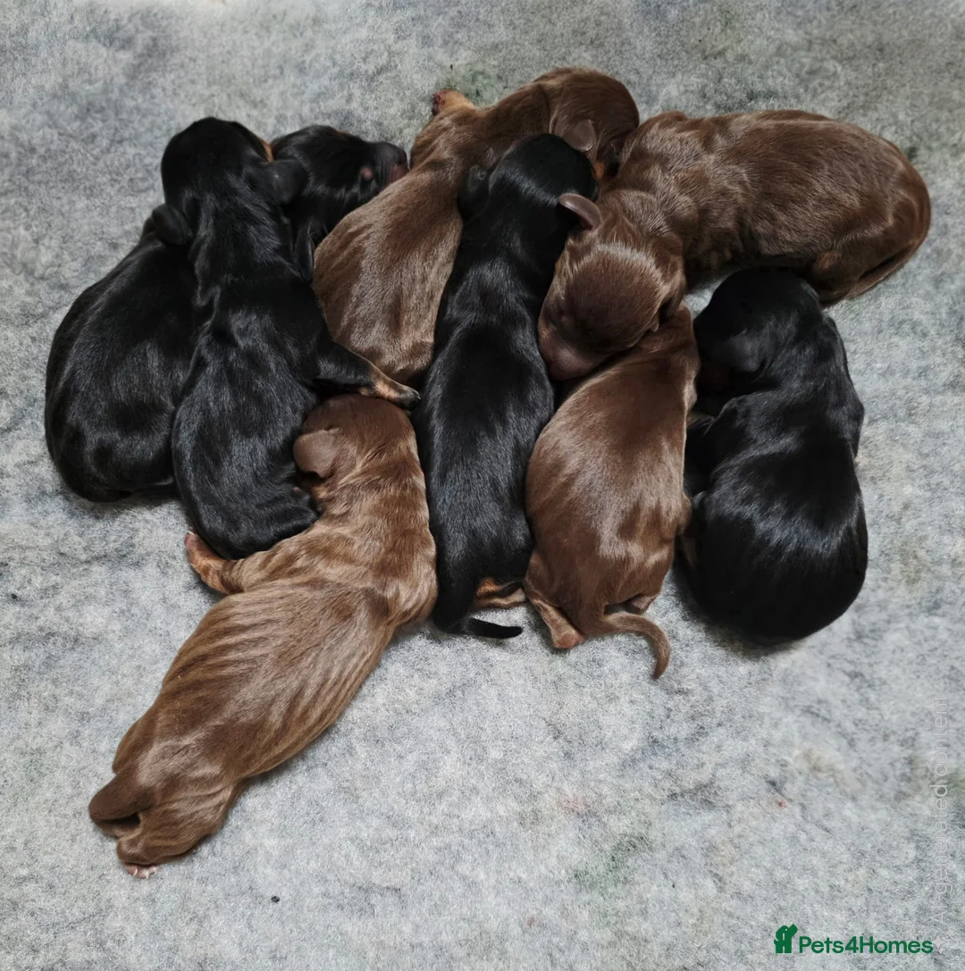 Miniature Dachshund dogs for sale: Miniature Dachshund Puppies - Advert 25