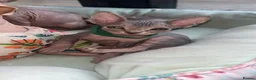 Sphynx cats for sale: Adorable Sphynx kittens in Harlow - Advert 6