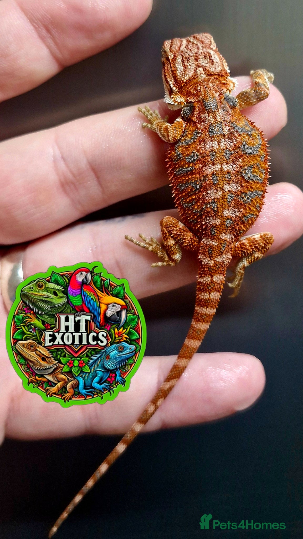Bearded Dragon reptiles Bearded dragon Holdback release at HT exotics! - Advert 6