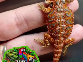 Bearded Dragon reptiles Bearded dragon Holdback release at HT exotics! - Advert 1