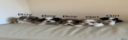 Malshi dogs for sale: Malshi puppies  - Advert 5