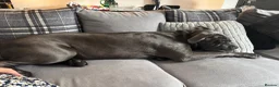Cane Corso dogs for sale: 8 Month Old Male Cane Corso  in Barnetby - Advert 8