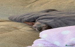 Sphynx cats for sale: Tuco loving shpynx boy  - Image 4