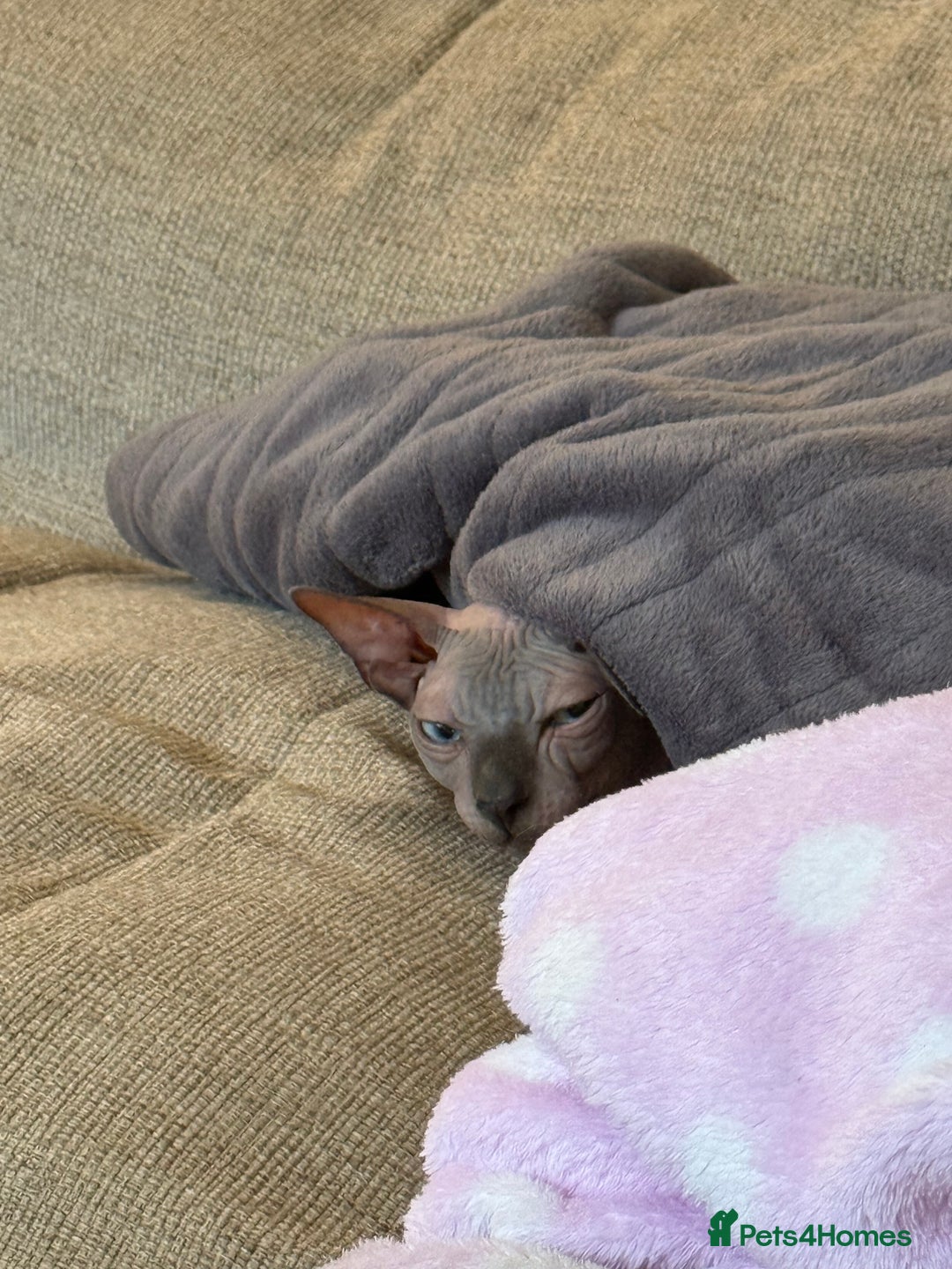 Sphynx cats for sale: Tuco loving shpynx boy  - Image 4