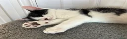 Mixed Breed cats for sale: Unique Smart Kittens for Loving Homes  in Kilwinning - Advert 8