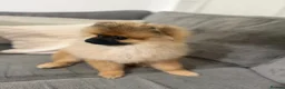 Pomeranian dogs for sale: Pemeranian in Wolverhampton - Advert 2