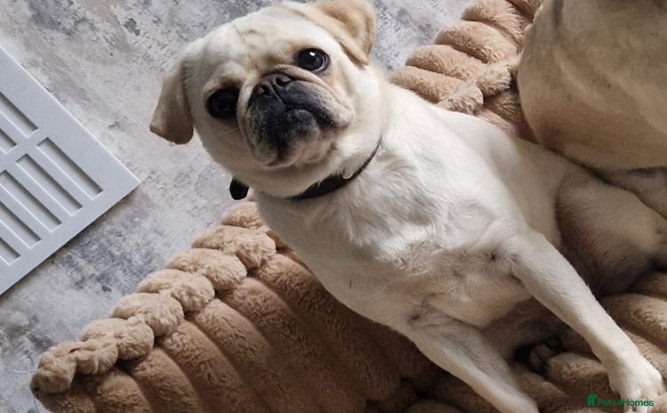 Pug dogs - Advert 1