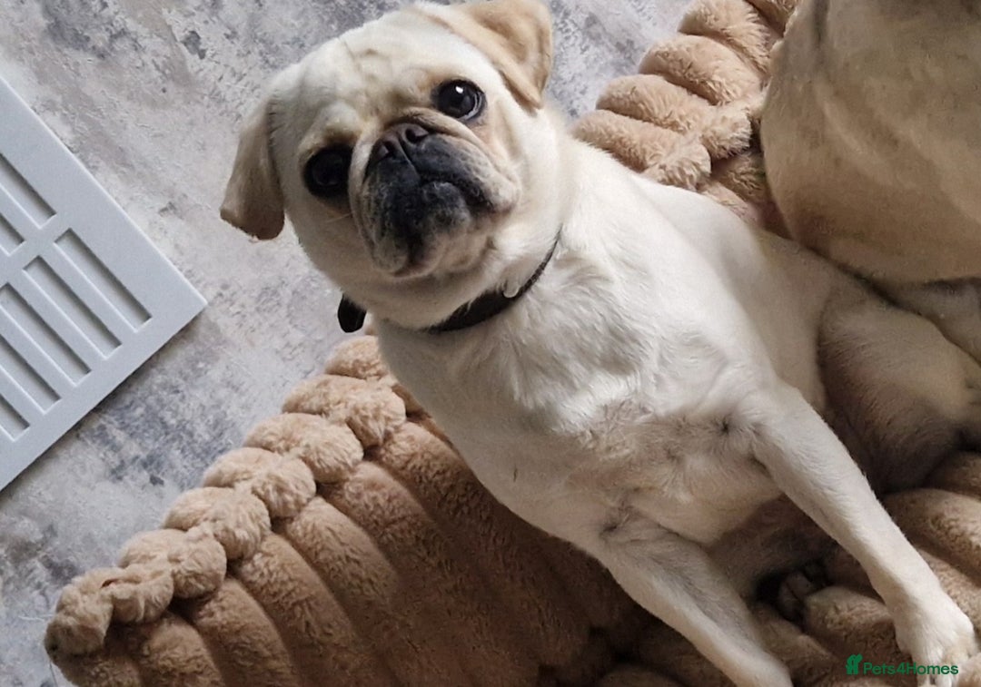 Pug dogs for sale: Female pug for sale - Image 1