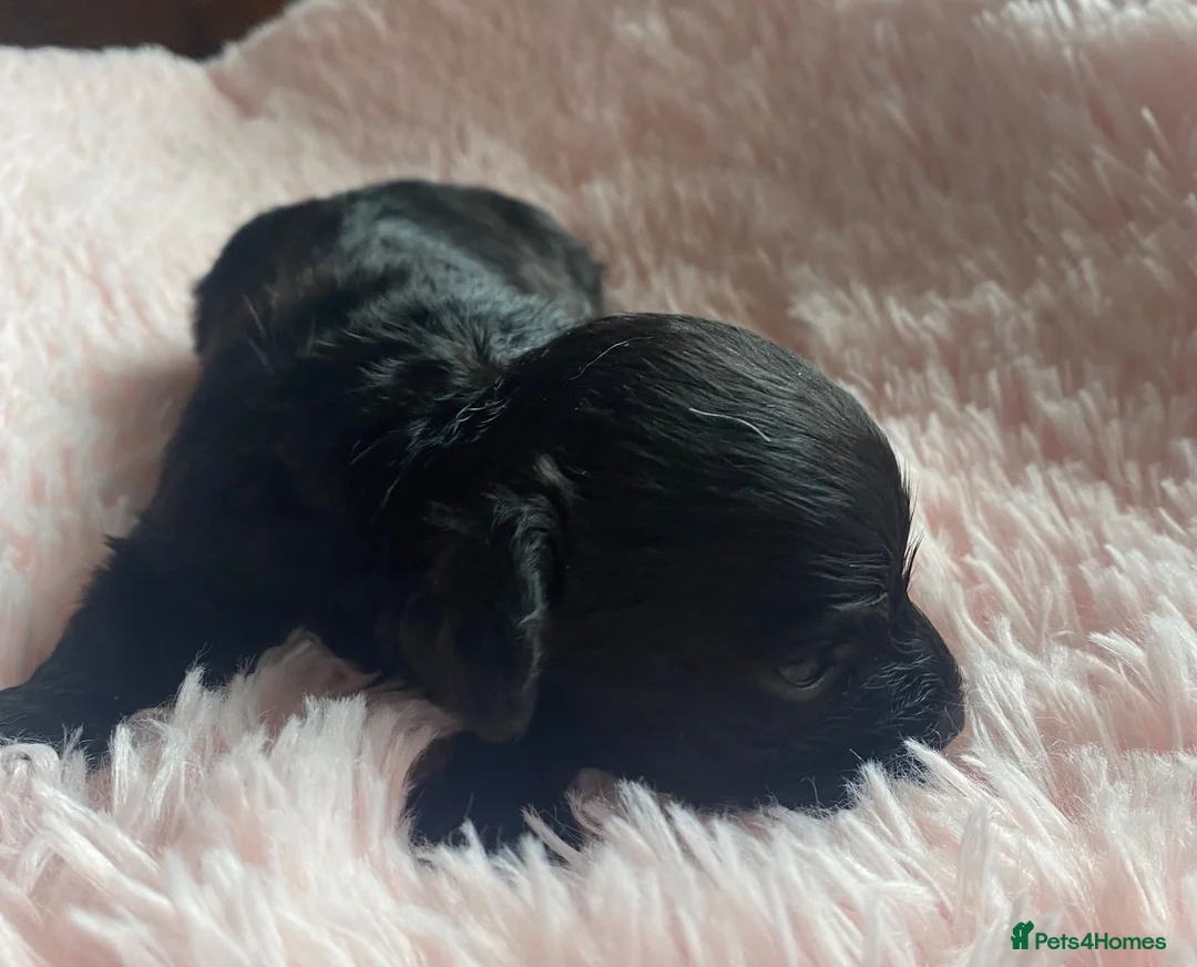 Cavapoo dogs for sale: F1 cavapoo  - Advert 2