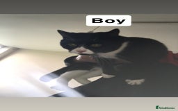 British Shorthair cats for sale: 4 kittens  - Advert 5