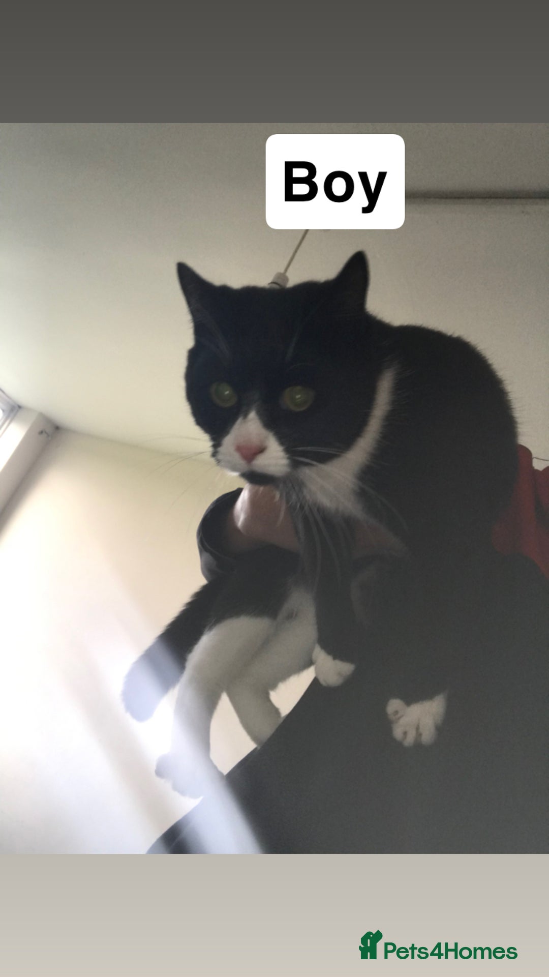 British Shorthair cats for sale: 4 kittens  - Advert 5