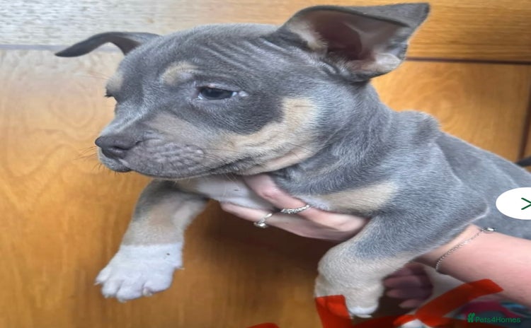 American Bully dogs - Advert 2
