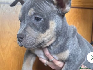 American Bully dogs - Advert 2