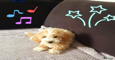 Maltipoo dogs - Advert 3